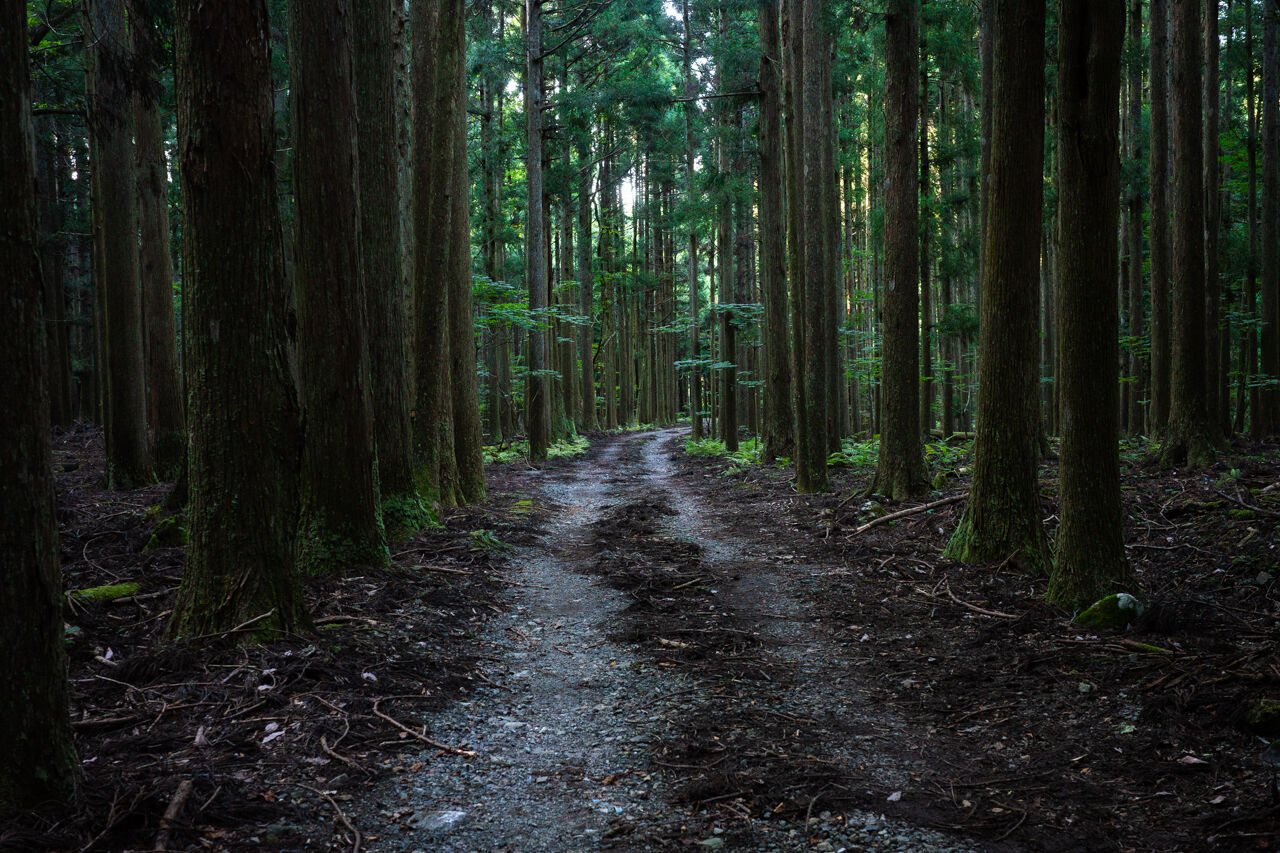 杉林を抜ける登山道