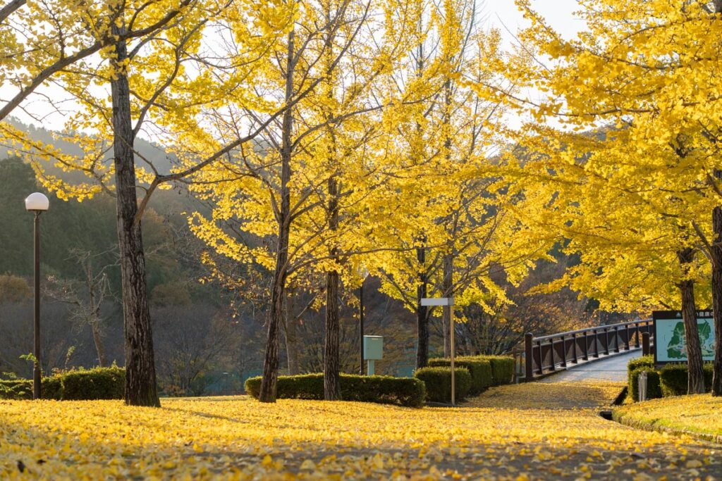 【ふくい健康の森】 イチョウ並木が美しい紅葉スポット | 福井市