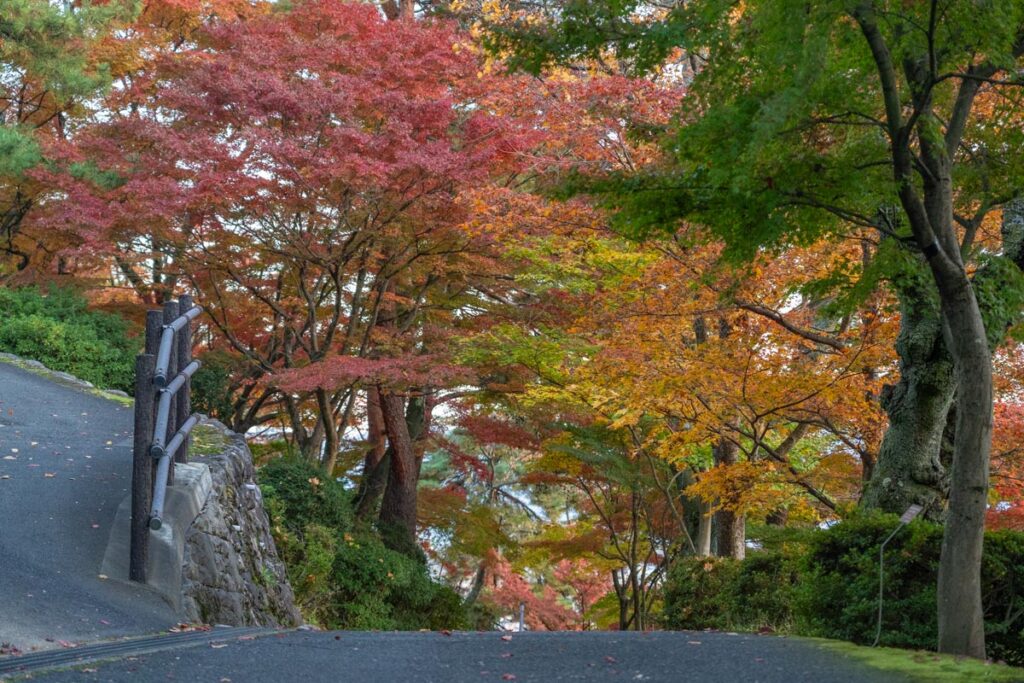 【西山公園】 ツツジだけじゃない！ もみじの西山公園！ | 鯖江市