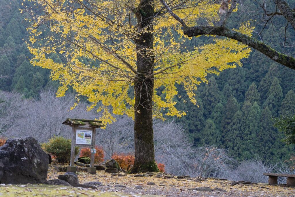 【一乗谷朝倉氏遺跡】 遺跡と紅葉が一緒に楽しめる城下町 | 福井市